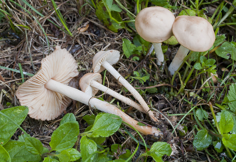 Marasmius oreades